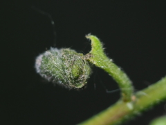 Synolabus bipustulatus