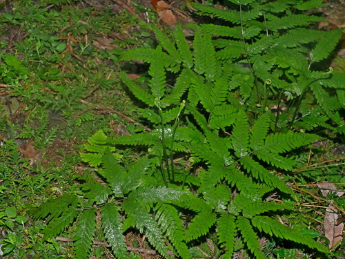 Pteris wulaiensis, photograph 3