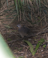 Crypturellus undulatus