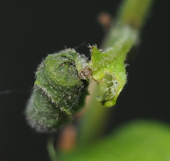 Synolabus bipustulatus