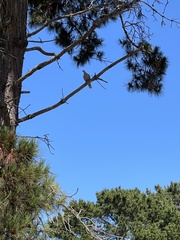 Patagioenas