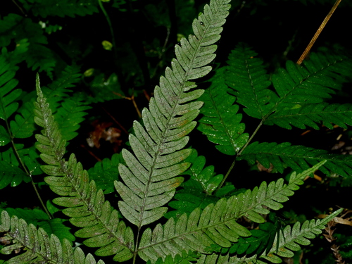 Pteris wulaiensis, photograph 4