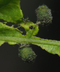 Synolabus bipustulatus