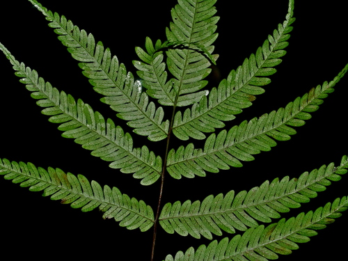 Pteris wulaiensis, photograph 5