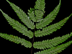 (c) Jacy Chen, some rights reserved (CC BY) Pteris wulaiensis, photograph (c) Jacy Chen, some rights reserved (CC BY)