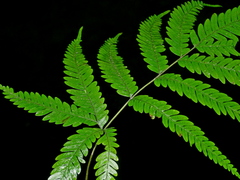 Pteris wulaiensis, photograph (c) Jacy Chen, some rights reserved (CC BY)