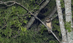 Pulsatrix perspicillata