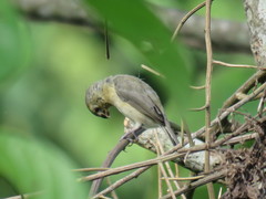 Sporophila nigricollis