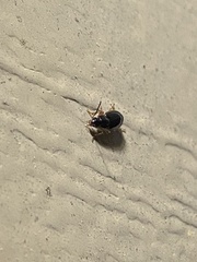 Stenolophus ochropezus