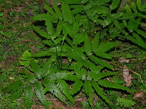 Pteris wulaiensis, photograph 1