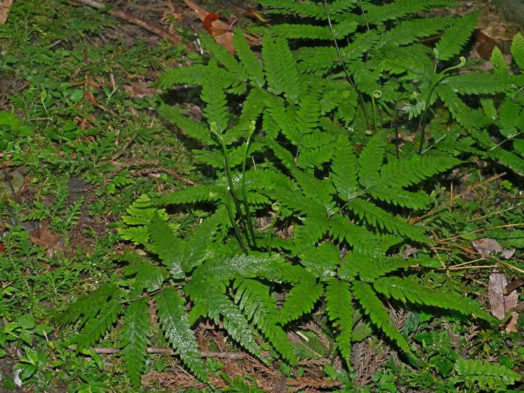 Pteris wulaiensis; photograph (c) Jacy Chen, some rights reserved (CC BY)