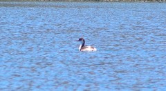 Rollandia microptera