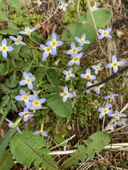 Houstonia serpyllifolia