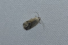 Micrathetis tecnion