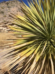 Yucca rostrata