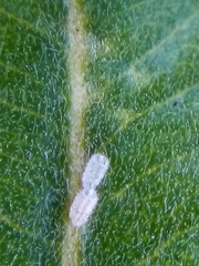 Lecanochiton actites