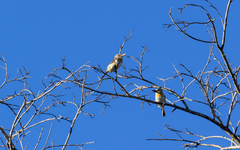 Nystalus maculatus striatipectus