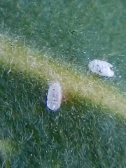 Lecanochiton actites