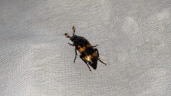 Nicrophorus quadripunctatus