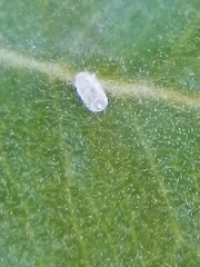 Lecanochiton actites