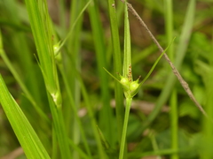 Carex jamesii