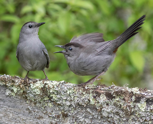 Maullador Gris (Dumetella carolinensis)