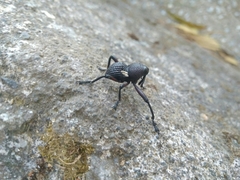 Rhyephenes humeralis