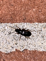 Stenolophus ochropezus