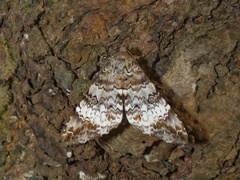 Coenipeta damonia