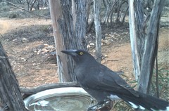 Strepera versicolor melanoptera