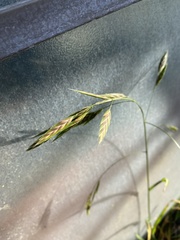 Bromus catharticus