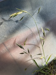 Bromus catharticus