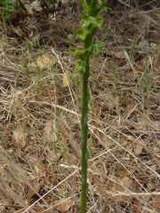 Platanthera michaelii