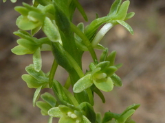 Platanthera michaelii