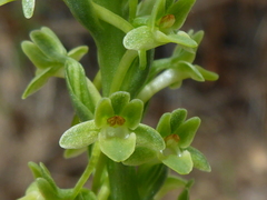 Platanthera michaelii