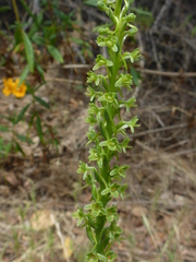 Platanthera michaelii