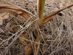 Platanthera michaelii
