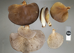 Pleurotus purpureo-olivaceus