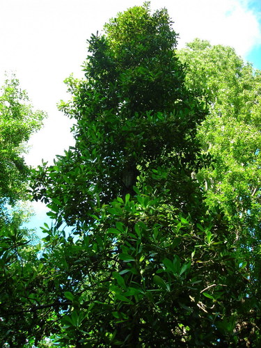 Gomortegaceae