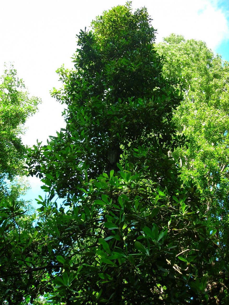 Gomortegaceae