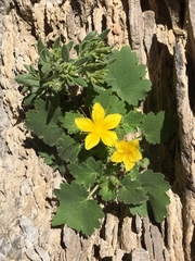 Eucnide bartonioides