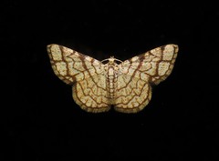 Heterostegane warreni