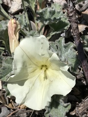 Calystegia collina oxyphylla