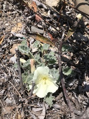 Calystegia collina oxyphylla