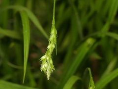 Carex hirtifolia
