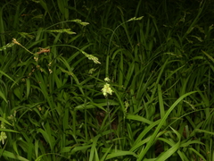 Carex hirtifolia
