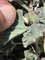 Calystegia collina oxyphylla