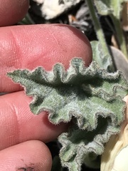 Calystegia collina oxyphylla