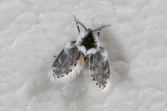 Lepiseodina conspicua
