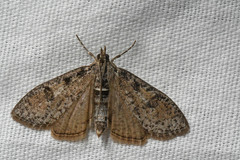 Palpita aenescentalis